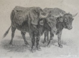 Cantal nötkött