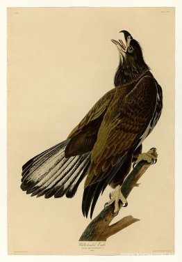 Tallrik 126 Vithövdad örn