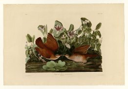 Skylt 167 Key-west Dove