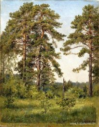 Kanten av tallskogen