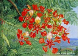 Lövverk och blommor av ett Madagaskarträd