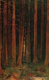 Solnedgång i skogen