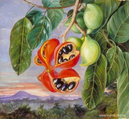 Lövverk och frukt av Sterculia parviflora