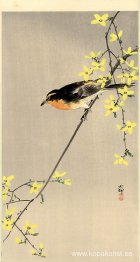 Orange-bröstad fågel