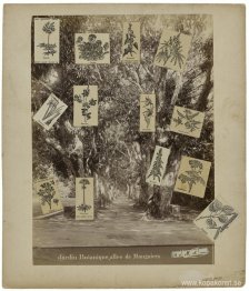 Jardin botanique, allée de manguiers