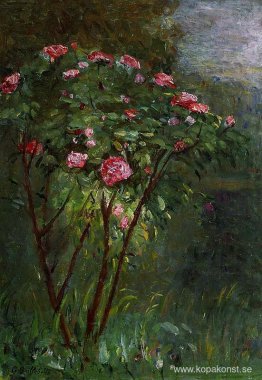 Rose Bush i blomma
