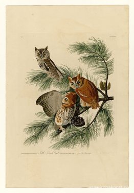 Tallrik 97 Little Screech Owl