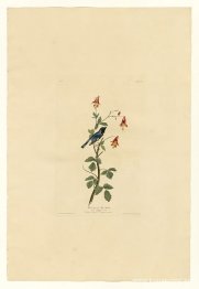 Tallrik 155 Svartstrupig blåsångare