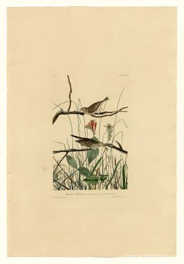 Tallrik 109 Savannah Finch
