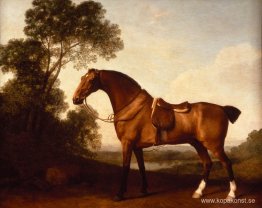 En Saddled Bay Hunter