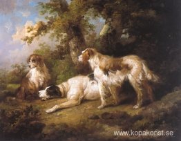 Hundar i landskapet - Setters & Pointer