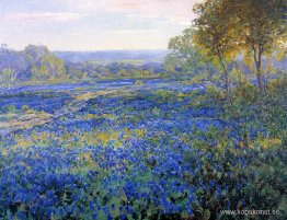 Fields of Bluebonnets
