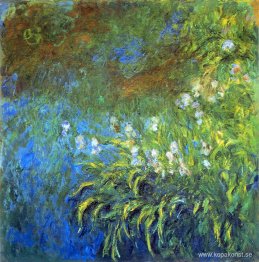 Iris vid Sea-Rose Pond