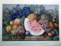 Trädgårdsträdgård och vinstockar
