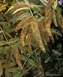 Trädgård från fönstret