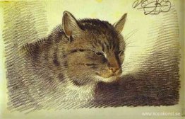 Huvud av en katt