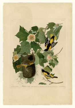 Tallrik 12. Baltimore Oriole