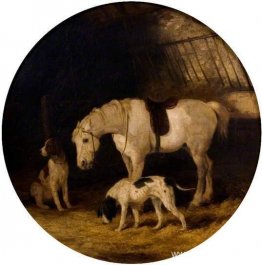 Ponny och hundar