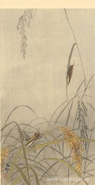 Gräshoppor på risväxter