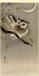 Uggla på ginkgogren (Scops uggla under halvmåne)