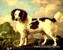 Brun och vit Norfolk eller Water Spaniel