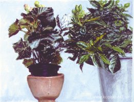 Begonia och Gardenia