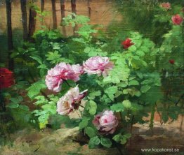 Rosor