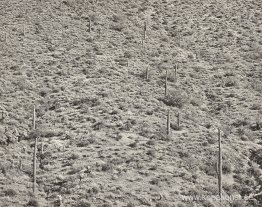 Arizona Landscape, 1945 (gelatinsilverfotografi)