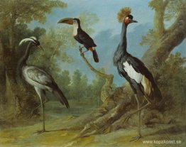Demoiselle Crane, Tucan och Tufted Crane