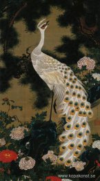 Gammal tall och påfågel