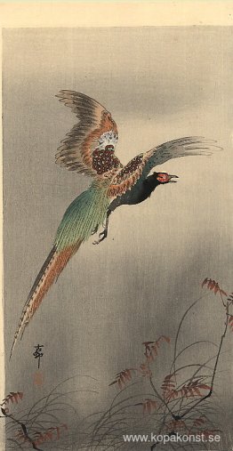 Fasan under flygning