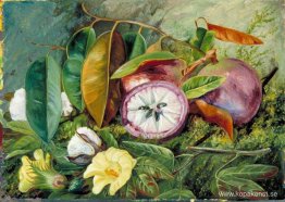 Lövverk, blommor och frökärl av bomull och frukt från Star Apple