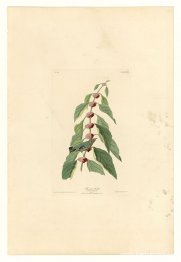 Tallrik 49. Blågrön sångare