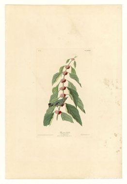 Tallrik 49. Blågrön sångare