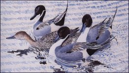 Uppvakta pintails