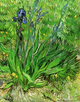 Irisen