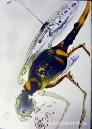 Gräshoppan och larven