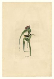 Tallrik 30. Vigors sångare