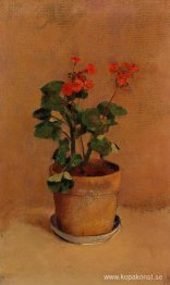 En kruka med pelargoner