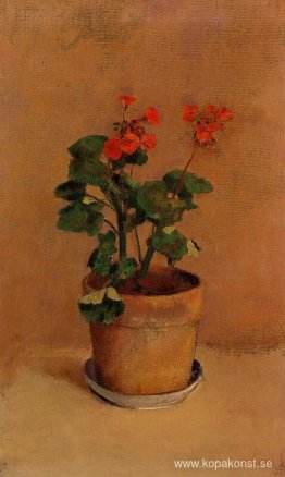 En kruka med pelargoner