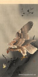 Swooping Eagle