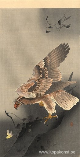 Swooping Eagle