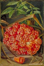 Mogen frukt av en skruvfuru och en kvist av sandelträ