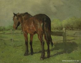 Paard