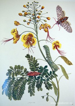 från Metamorphosis insectorum Surinamensium, Platta XLV