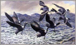 Stormpetrels