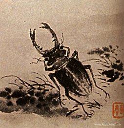 Studier av insekter, skalbaggar