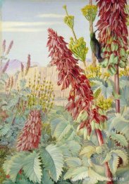 Touch-Me-Not och Sugar-Birds i Tulbagh, Sydafrika