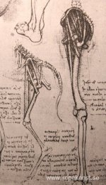 Ritning av den jämförande anatomin av benen på en man och en hun