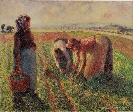 Plocka ärtor Plocka ärtor